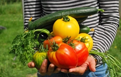 Pixabay vegetables-742095_1920.jpg